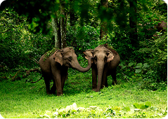 Wayanad Wildlife Sanctuary